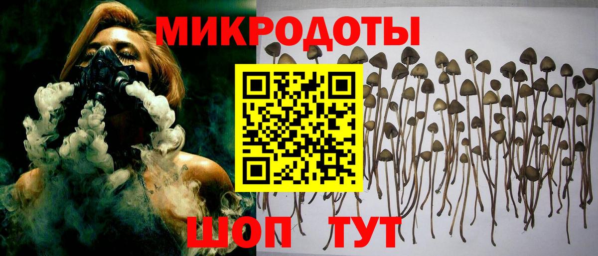 Псилоцибиновые грибы Psilocybe Вичуга